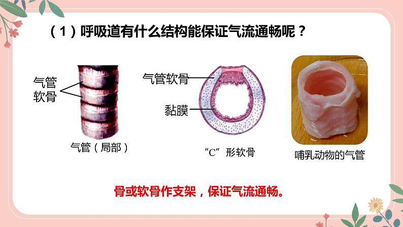 4.3.1 呼吸道对空气的处理-七年级生物下册 教学课件+教学设计+练习（人教版）07