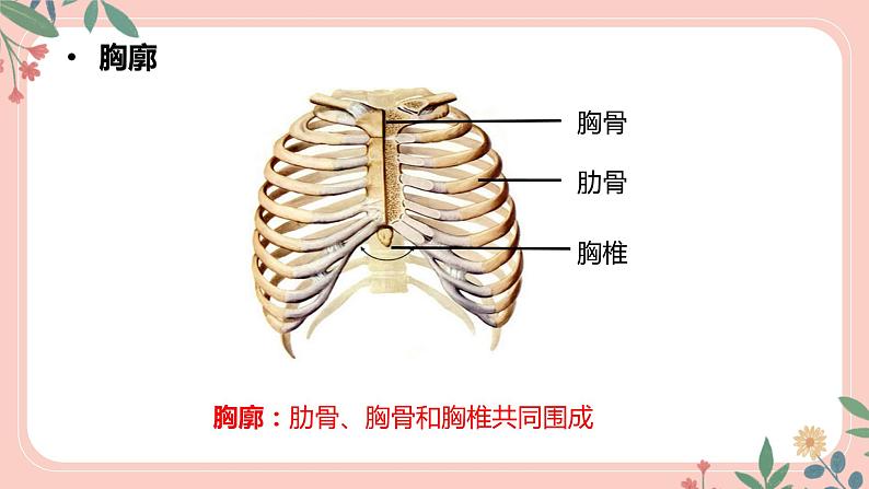 4.3.2 发生在肺内的气体交换（第1课时）-七年级生物下册 教学课件+教学设计+练习（人教版）06