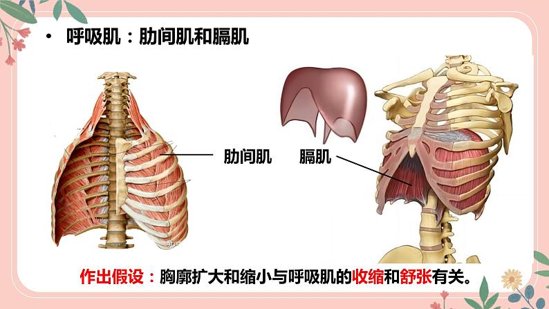 4.3.2 发生在肺内的气体交换（第1课时）-七年级生物下册 教学课件+教学设计+练习（人教版）08