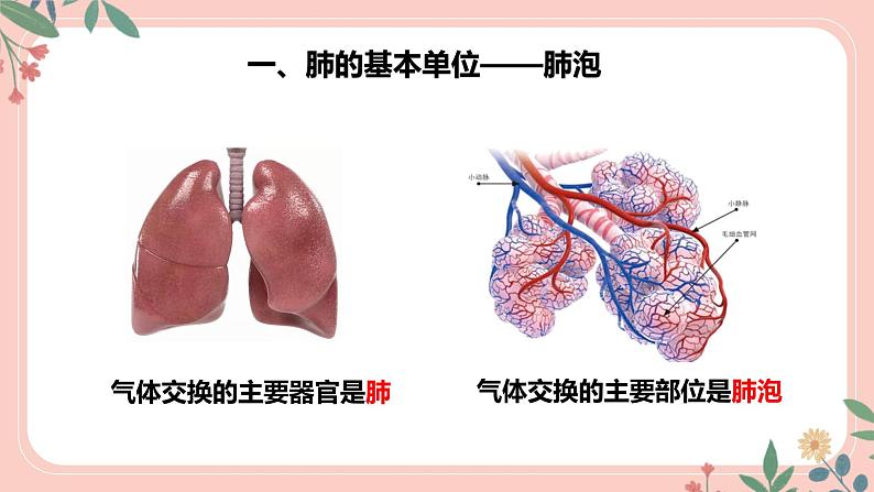 4.3.2 发生在肺内的气体交换（第2课时）-七年级生物下册 教学课件+教学设计+练习（人教版）08