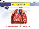 4.4.3输送血液的泵—心脏课件2023--2024学年人教版生物七年级下册