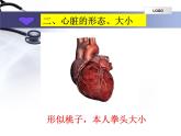 4.4.3输送血液的泵—心脏课件2023--2024学年人教版生物七年级下册