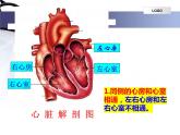 4.4.3输送血液的泵—心脏课件2023--2024学年人教版生物七年级下册