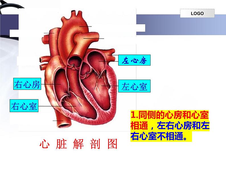 4.4.3输送血液的泵—心脏课件2023--2024学年人教版生物七年级下册第5页