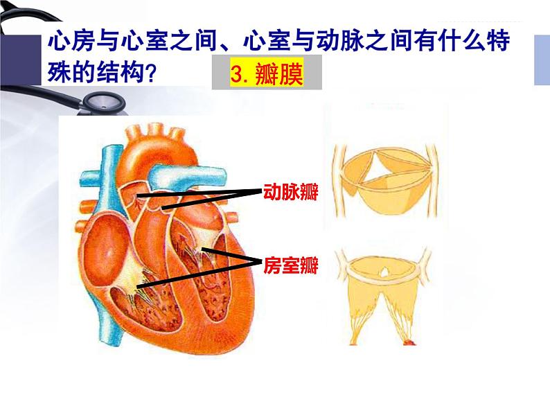 4.4.3输送血液的泵—心脏课件2023--2024学年人教版生物七年级下册第8页