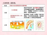 3.6.1人体的免疫功能课件-2023-2024学年济南版生物七年级下册
