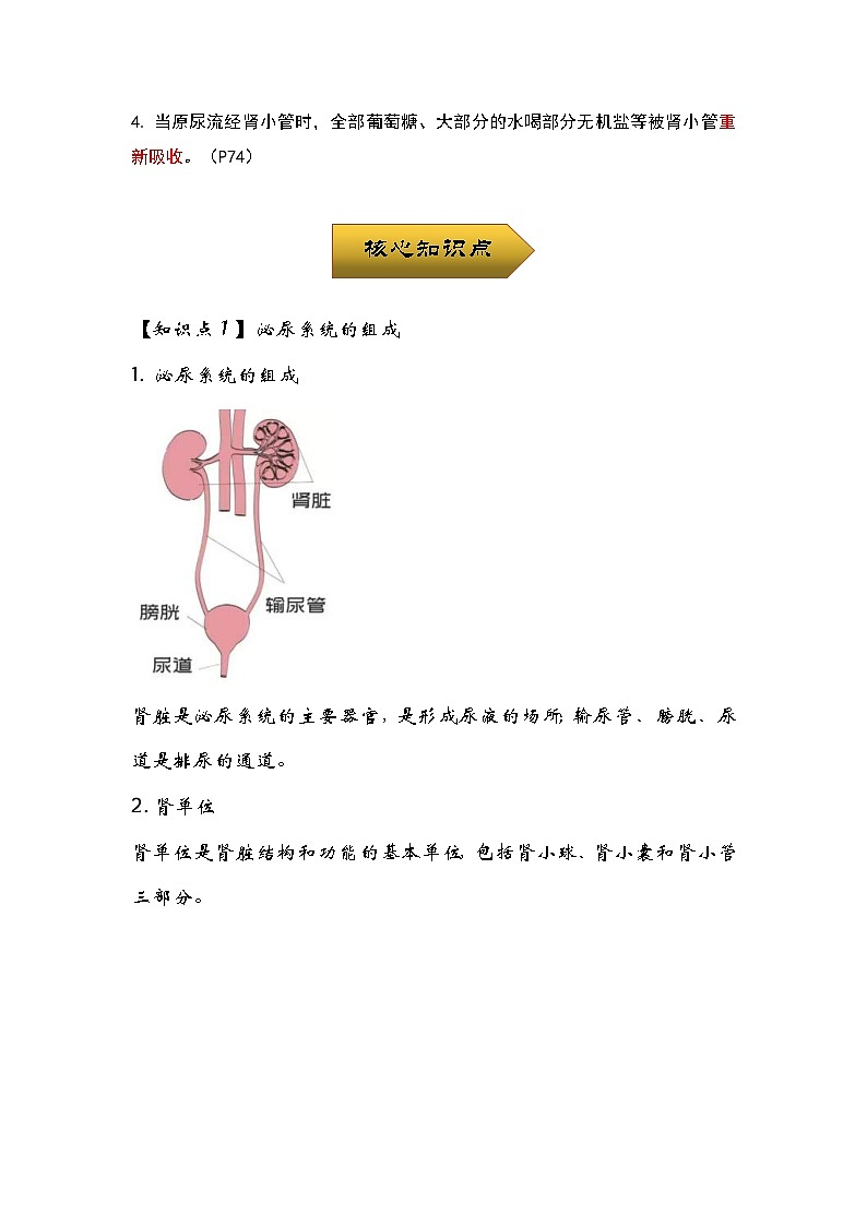 中考生物一轮复习核心考点梳理与必背专题10 人体代谢废物的排出第2页