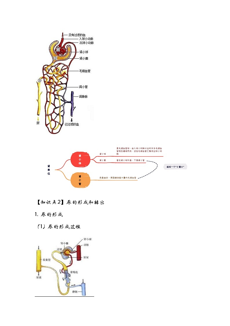 中考生物一轮复习核心考点梳理与必背专题10 人体代谢废物的排出第3页