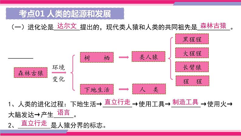 最新中考生物一轮复习课件+讲练测  专题09 人的由来（专题精练）08