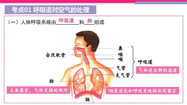 最新中考生物一轮复习课件+讲练测  专题11 人体的呼吸（专题精练）08