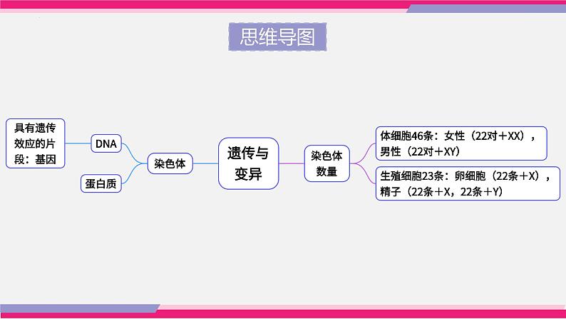 最新中考生物一轮复习课件+讲练测  专题20 生物的遗传和变异（专题精练）07