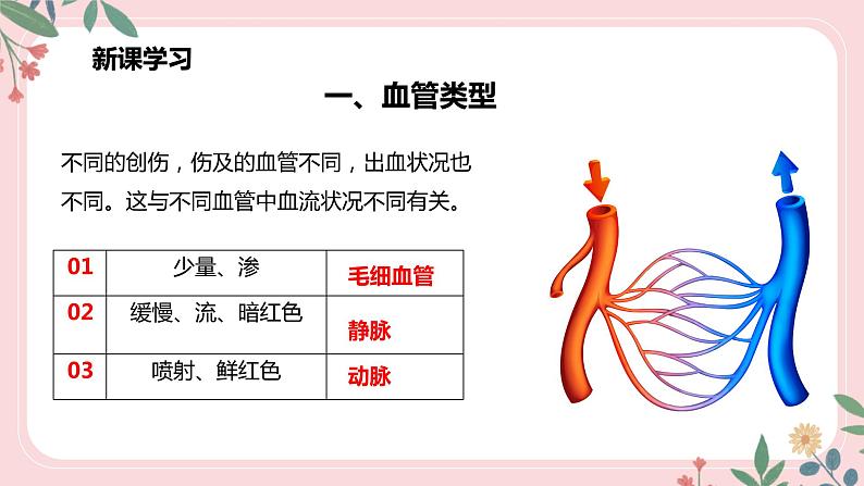 4.4.2 血流的管道——血管-七年级生物下册 教学课件+教学设计+练习（人教版）04