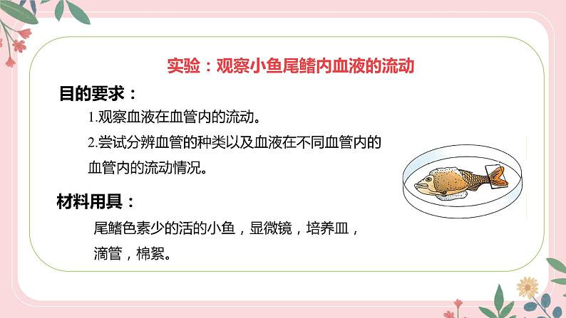 4.4.2 血流的管道——血管-七年级生物下册 教学课件+教学设计+练习（人教版）05