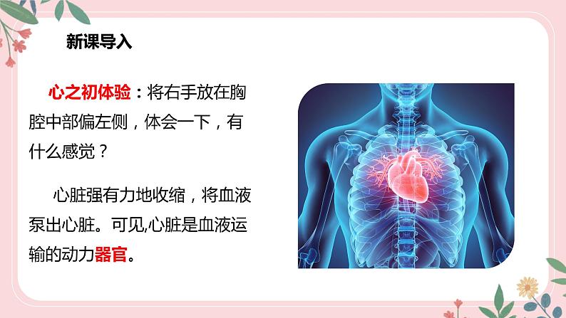 4.4.3 输送血液的泵——心脏（第1课时）-七年级生物下册 教学课件+教学设计+练习（人教版）04