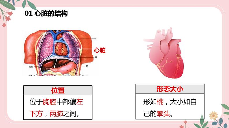 4.4.3 输送血液的泵——心脏（第1课时）-七年级生物下册 教学课件+教学设计+练习（人教版）05