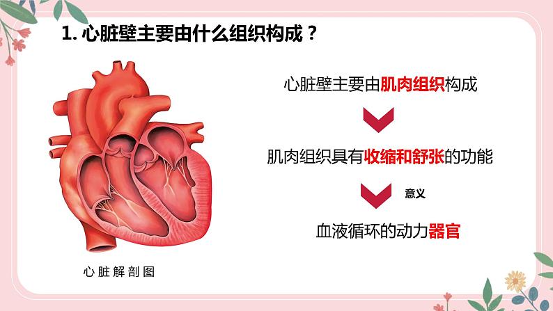 4.4.3 输送血液的泵——心脏（第1课时）-七年级生物下册 教学课件+教学设计+练习（人教版）07