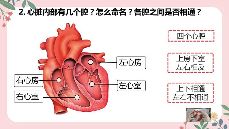 4.4.3 输送血液的泵——心脏（第1课时）-七年级生物下册 教学课件+教学设计+练习（人教版）08