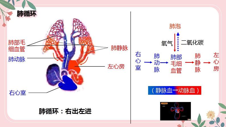 4.4.3 输送血液的泵——心脏（第2课时）-七年级生物下册 教学课件+教学设计+练习（人教版）08