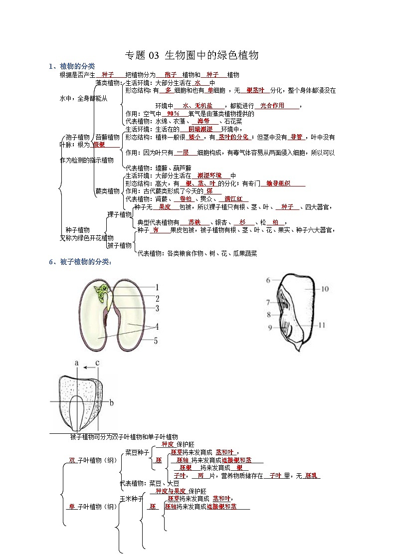 专题03 生物圈中的绿色植物-【晨读晚默】2023年中考生物必背知识清单(答案版)第1页