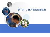 北师大版七年级下册生物  11.1《人体产生的代谢废物》 课件