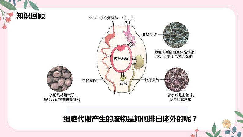 4.5 人体内废物的排出-七年级生物下册 教学课件+教学设计+练习（人教版）03