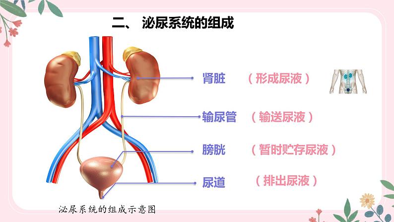 4.5 人体内废物的排出-七年级生物下册 教学课件+教学设计+练习（人教版）06