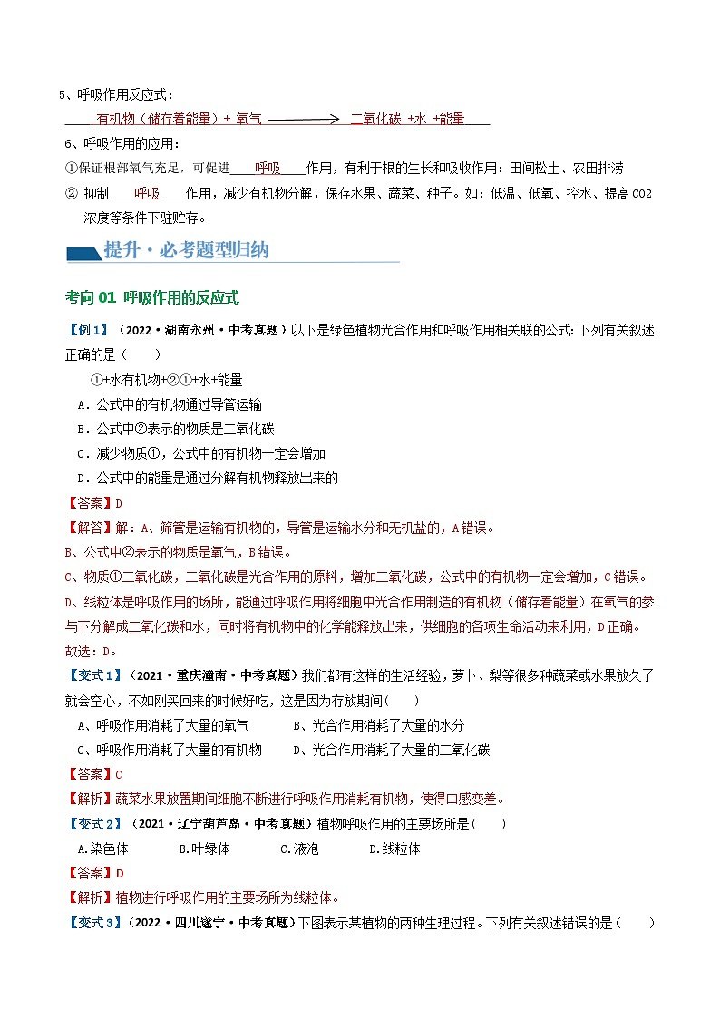 专题08 绿色植物的呼吸作用（讲义）（解析版）第3页