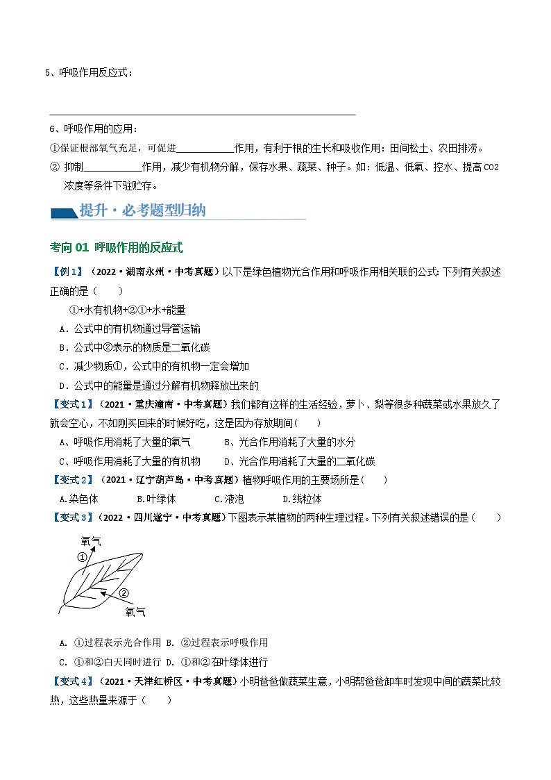 专题08 绿色植物的呼吸作用（讲义）（原卷版）第3页