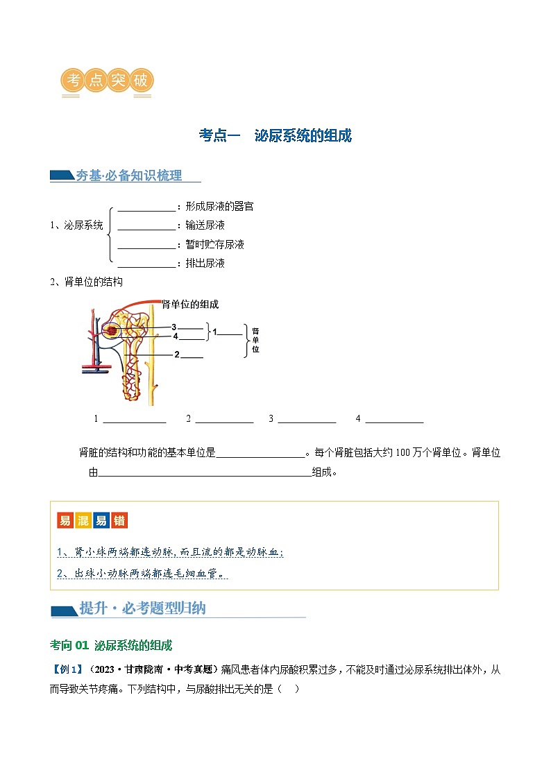 专题13 人体内废物的排出（讲义）（原卷版）第3页