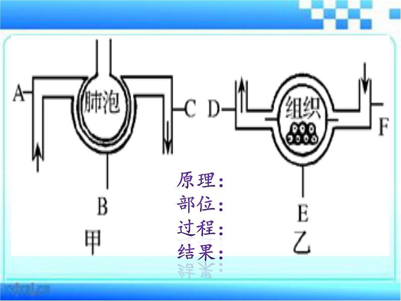 2.1+人体与外界的气体交换+课时2课件-2023-2024学年济南版初中生物七年级下册第7页