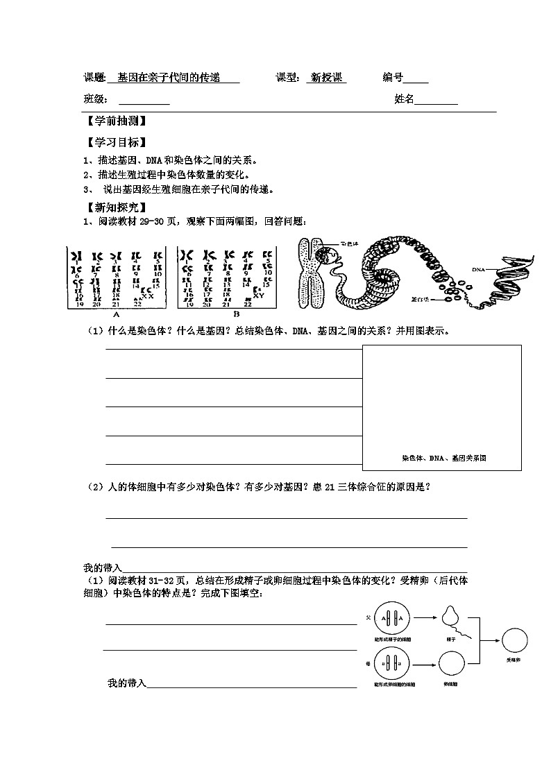 7.2.2  基因在亲子代间的传递  学案-2023-2024学年人教版生物八年级下册01