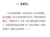1.1.2 調(diào)查周邊環(huán)境中的生物（第1課時） 課件