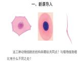 2.1.3 动物细胞 课件