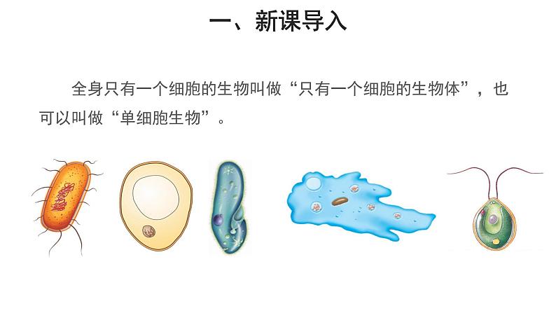 2.2.4 单细胞生物 教学课件08