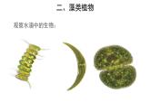 3.1.1 藻类、苔藓和蕨类植物（第1课时） 课件