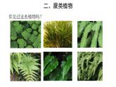 3.1.1 藻类、苔藓和蕨类植物（第2课时）课件