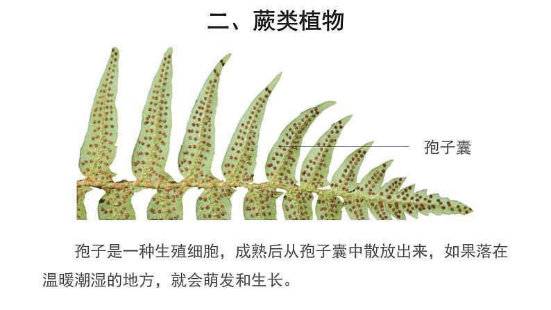 3.1.1 藻类、苔藓和蕨类植物（第2课时）课件06