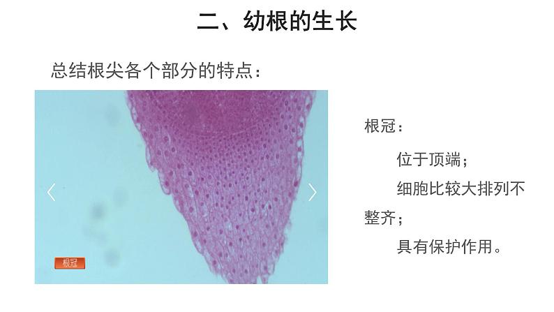 3.2.2 植株的生长（第1课时） 课件08