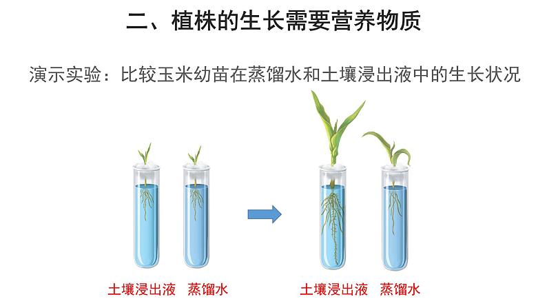 3.2.2 植株的生长（第2课时） 课件07