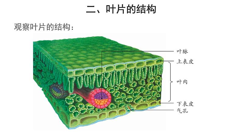 3.3 绿色植物与生物圈的水循环（第1课时） 课件第7页