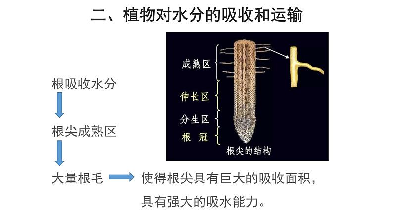 3.3 绿色植物与生物圈的水循环（第2课时） 课件05