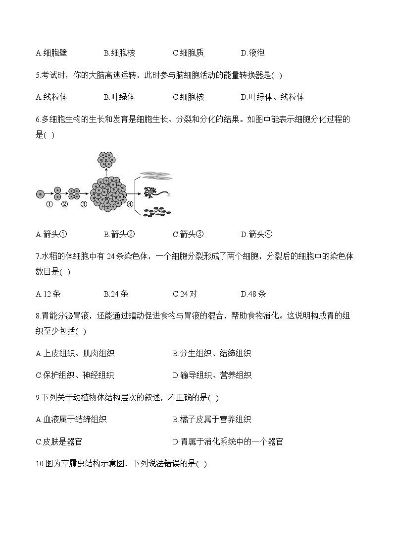 （2）生物体的结构层次——2024届中考生物一轮复习小题集训第2页