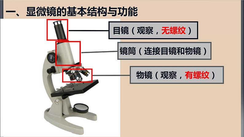 2.1探索生命的器具（第一课时）课件2023_2024学年苏教版生物七年级上册06