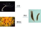 5.1.1  腔肠动物和扁形动物  （第1课时）课件2023_2024学年人教版生物八年级上册