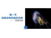 5.1.1  腔肠动物和扁形动物  （第1课时）课件2023_2024学年人教版生物八年级上册