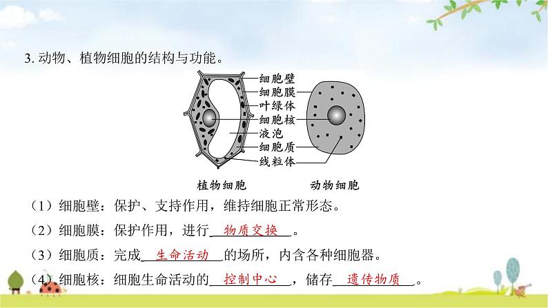 中考生物复习第二单元生物体的结构第三章细胞第四章生物体的结构层次课件第6页