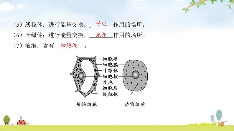 中考生物复习第二单元生物体的结构第三章细胞第四章生物体的结构层次课件第7页