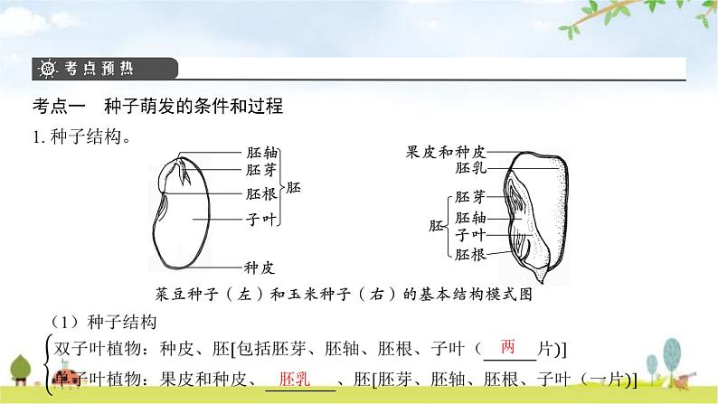 中考生物复习第三单元生物圈中的绿色植物第六章绿色开花植物的生活史第七章绿色植物与生物圈课件第4页