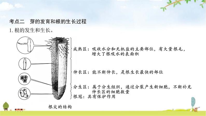 中考生物复习第三单元生物圈中的绿色植物第六章绿色开花植物的生活史第七章绿色植物与生物圈课件第7页