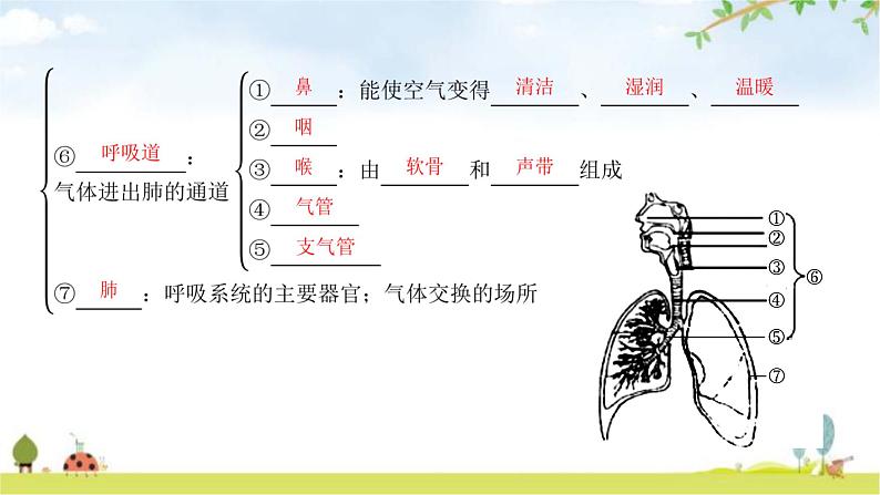 中考生物复习第四单元生物圈中的人第十章人体的能量供应课件第7页